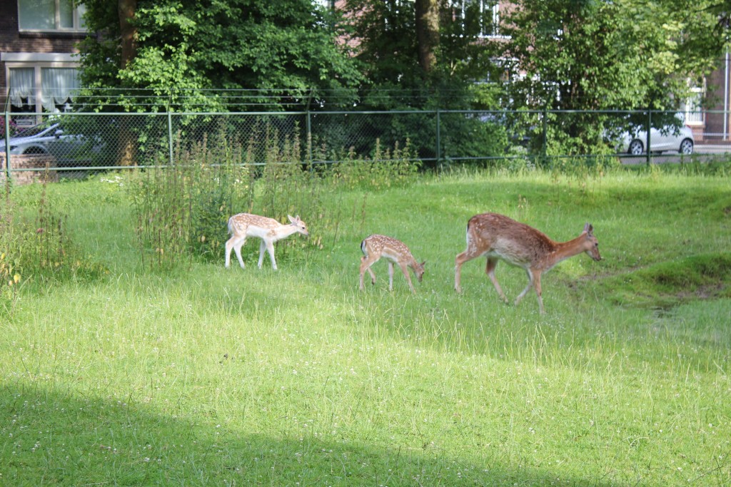 hertenpark-blijft-1